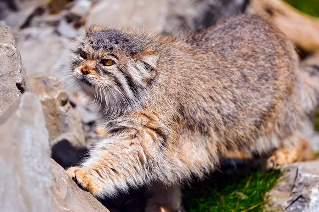 Can canh oai meo hoang da co ve ngoai hai huoc nhat qua dat-Hinh-2