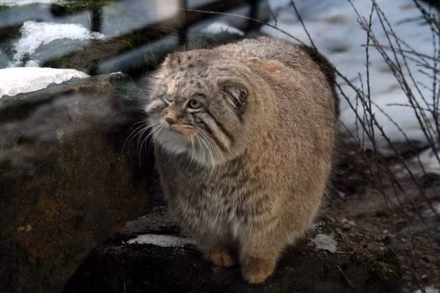 Can canh oai meo hoang da co ve ngoai hai huoc nhat qua dat