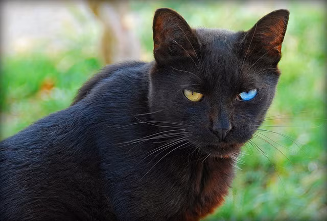 Chuyen con meo biet noi noi tieng trong su Viet-Hinh-4