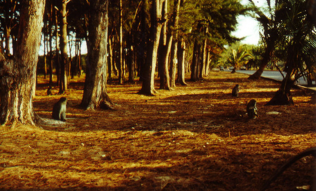 Mozambique năm 1979-1982 qua loạt ảnh sống động - Hình 2 Mozambique nam 1979-1982 qua loat anh song dong-Hinh-2