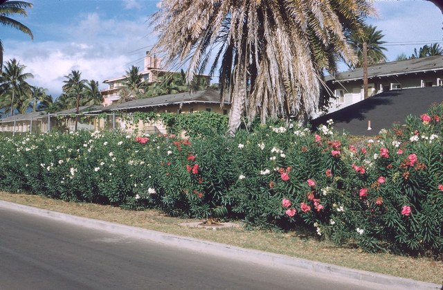 Cuoc song 'nhu tien' tren dao Hawaii 7 thap ky truoc-Hinh-3