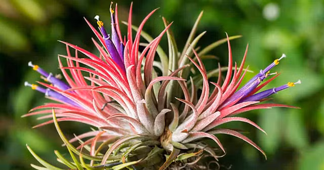 Kham pha nhung loai cay ky la song khong can dat-Hinh-7