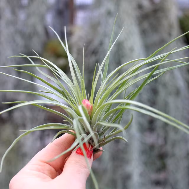 Kham pha nhung loai cay ky la song khong can dat-Hinh-13