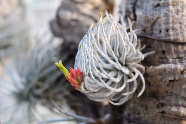 Kham pha nhung loai cay ky la song khong can dat-Hinh-2