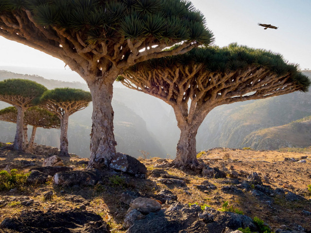 Loài cây hiện ra từ một truyền thuyết cổ xưa? - Hình 9 Loai cay hien ra tu mot truyen thuyet co xua?-Hinh-9