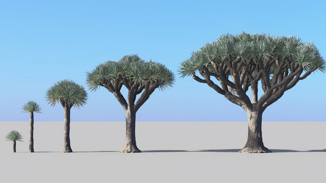 Loài cây hiện ra từ một truyền thuyết cổ xưa? - Hình 6 Loai cay hien ra tu mot truyen thuyet co xua?-Hinh-6