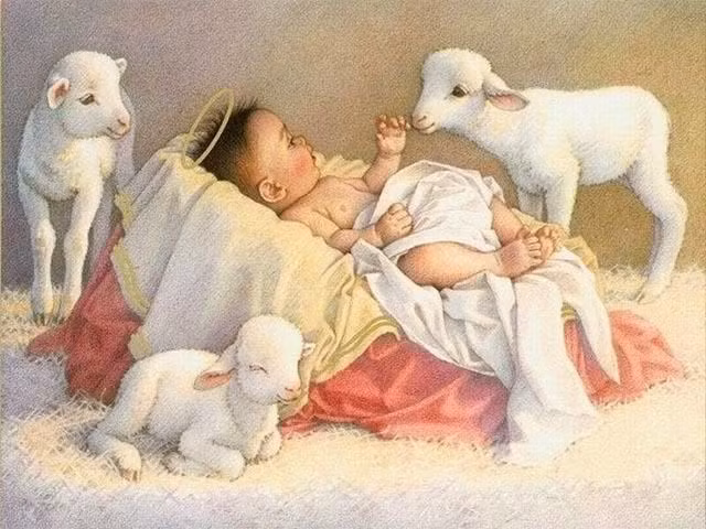 Biet gi ve cay hoa trang nguyen trong dip Giang sinh o phuong Tay?-Hinh-3