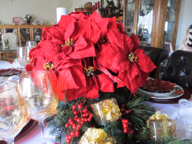 Biet gi ve cay hoa trang nguyen trong dip Giang sinh o phuong Tay?