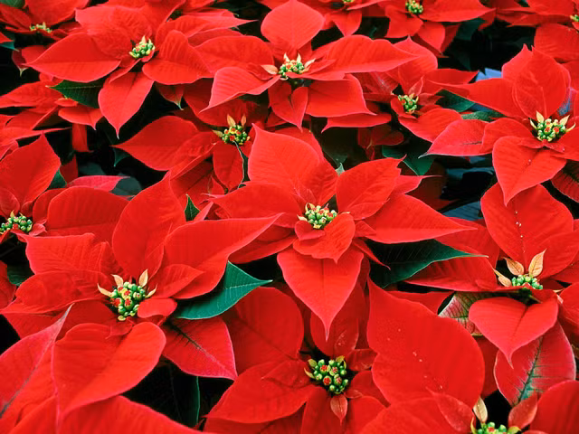 Biet gi ve cay hoa trang nguyen trong dip Giang sinh o phuong Tay?-Hinh-5