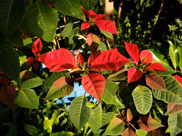 Biet gi ve cay hoa trang nguyen trong dip Giang sinh o phuong Tay?-Hinh-4