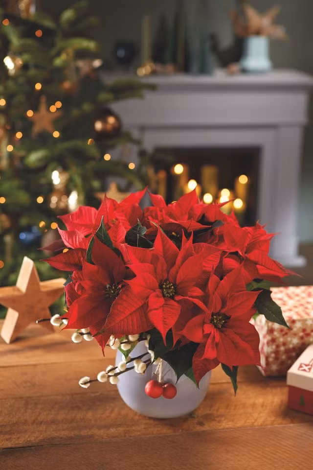 Biet gi ve cay hoa trang nguyen trong dip Giang sinh o phuong Tay?-Hinh-6