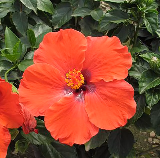 He lo ly do nguoi Malaysia chon hoa dam but lam quoc hoa-Hinh-5