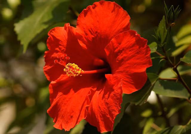 He lo ly do nguoi Malaysia chon hoa dam but lam quoc hoa-Hinh-3