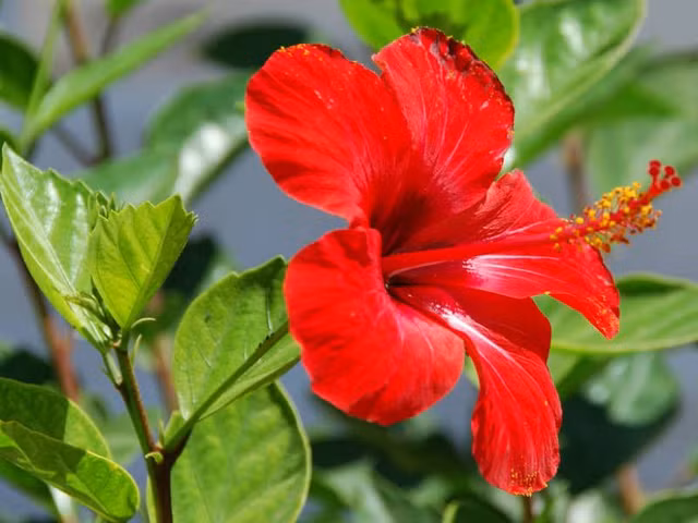 He lo ly do nguoi Malaysia chon hoa dam but lam quoc hoa-Hinh-2