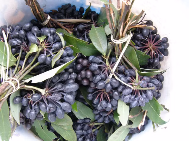 Bi an loai hoa doc dao duoc chon lam bieu tuong cua Campuchia-Hinh-5