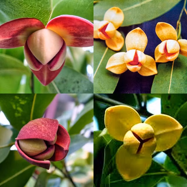 Bi an loai hoa doc dao duoc chon lam bieu tuong cua Campuchia-Hinh-7