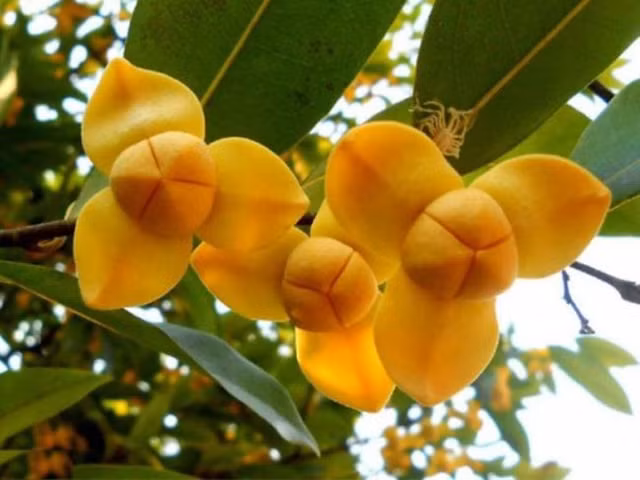 Bi an loai hoa doc dao duoc chon lam bieu tuong cua Campuchia