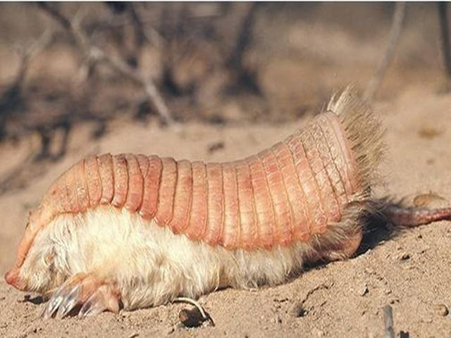 Đây là động vật kì lạ, có một không hai - Hình 4 Day la dong vat ki la, co mot khong hai-Hinh-4