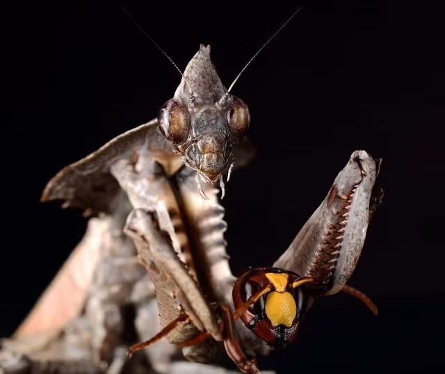 Can canh bo ngua ma nhu den tu phim khoa hoc vien tuong-Hinh-6