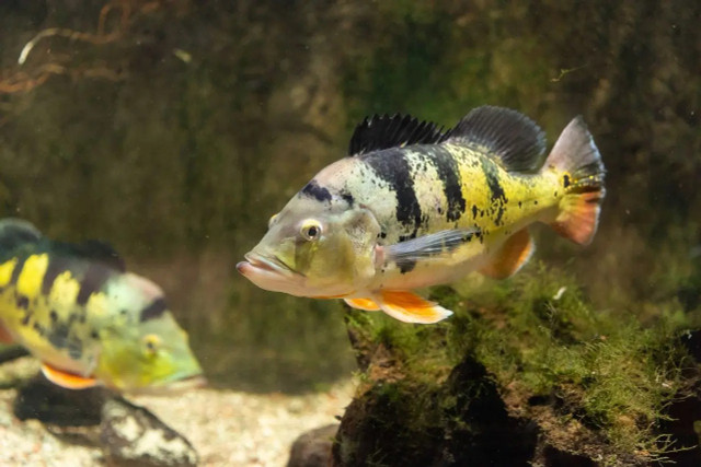 Nhũng hình ảnh đặc biệt của các loài cá rô phi - Hình 7 Nhung hinh anh dac biet cua cac loai ca ro phi-Hinh-7