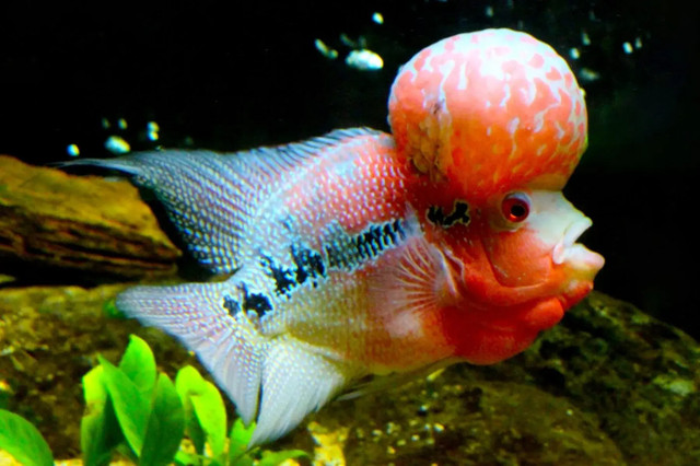 Nhũng hình ảnh đặc biệt của các loài cá rô phi - Hình 6 Nhung hinh anh dac biet cua cac loai ca ro phi-Hinh-6