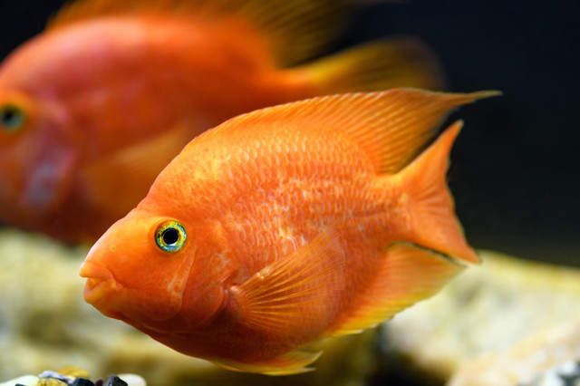 Nhũng hình ảnh đặc biệt của các loài cá rô phi - Hình 5 Nhung hinh anh dac biet cua cac loai ca ro phi-Hinh-5