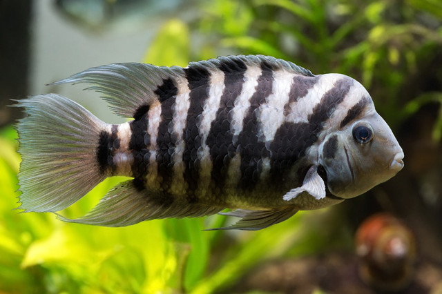 Nhũng hình ảnh đặc biệt của các loài cá rô phi - Hình 10 Nhung hinh anh dac biet cua cac loai ca ro phi-Hinh-10