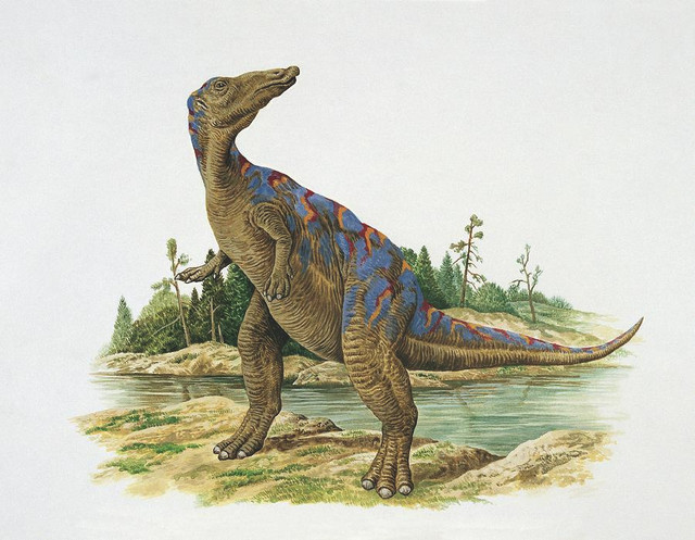 Xem răng khủng long Spinosaurus ở Hà Nội - Hình 4 Xem rang khung long Spinosaurus o Ha Noi-Hinh-4