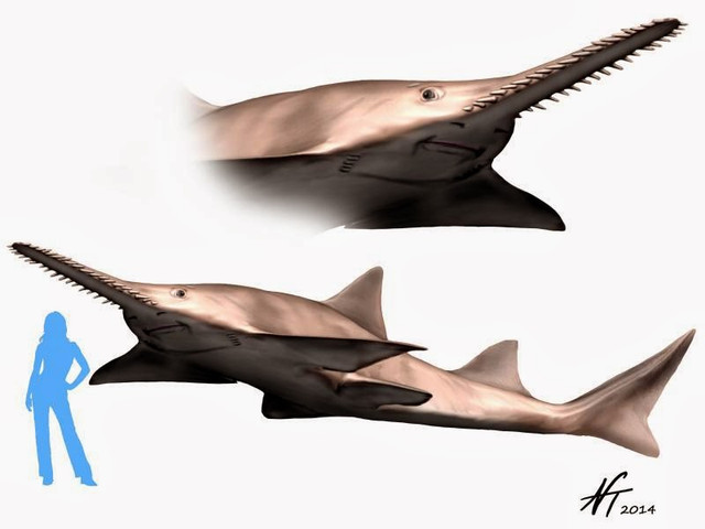 Xem răng khủng long Spinosaurus ở Hà Nội - Hình 16 Xem rang khung long Spinosaurus o Ha Noi-Hinh-16