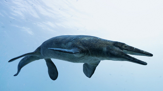 Xem răng khủng long Spinosaurus ở Hà Nội - Hình 12 Xem rang khung long Spinosaurus o Ha Noi-Hinh-12