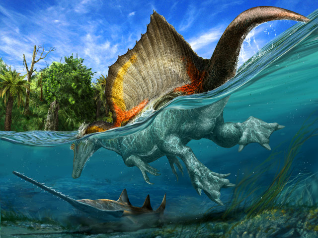 Xem răng khủng long Spinosaurus ở Hà Nội - Hình 2 Xem rang khung long Spinosaurus o Ha Noi-Hinh-2