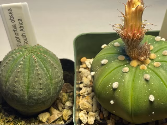 Loai cay ky quai trong rat giong qua bong-Hinh-7