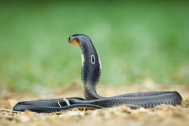 Cho lai den gan cac loai ran ho cuc doc o Viet Nam-Hinh-2