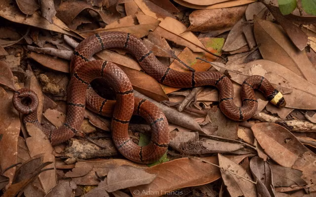 Cho lai den gan cac loai ran ho cuc doc o Viet Nam-Hinh-11