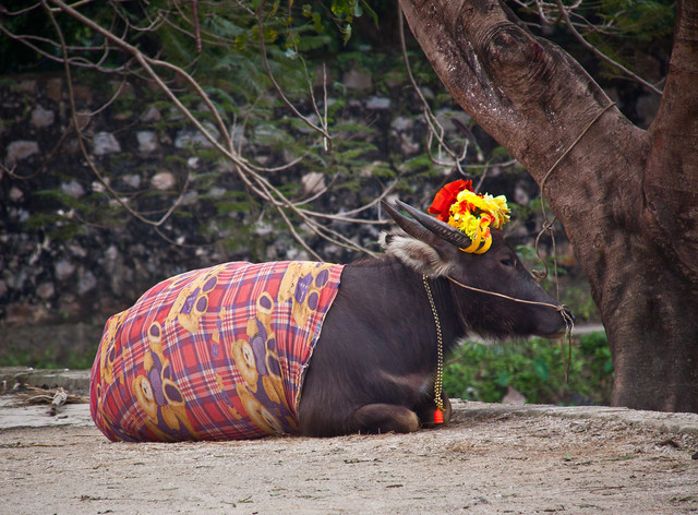 Những nét đặc sắc của Ninh Bình qua ống kính phó nháy Mỹ - Hình 7 Nhung net dac sac cua Ninh Binh qua ong kinh pho nhay My-Hinh-7