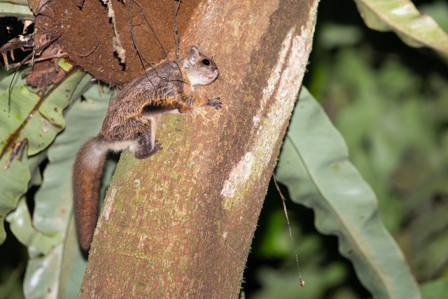 Nhung dong vat ky di o rung Cuc Phuong duoi ong kinh nhiep anh gia Australia-Hinh-8