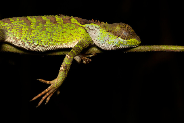 Nhung dong vat ky di o rung Cuc Phuong duoi ong kinh nhiep anh gia Australia-Hinh-10