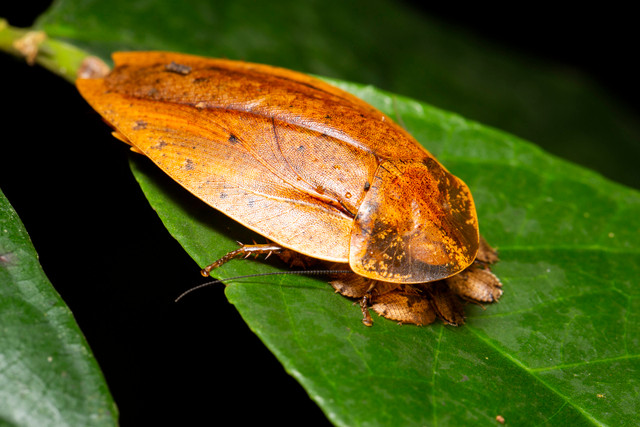 Nhung dong vat ky di o rung Cuc Phuong duoi ong kinh nhiep anh gia Australia-Hinh-9