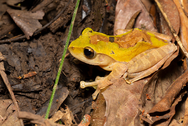 Nhung dong vat ky di o rung Cuc Phuong duoi ong kinh nhiep anh gia Australia-Hinh-15
