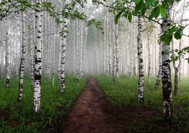 Loat cong dung kho tin cua loai cay bieu tuong nuoc Nga-Hinh-5