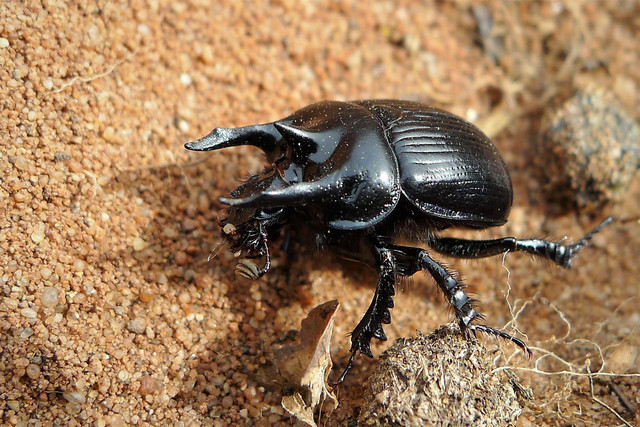 Ấn tượng những loài bọ cánh cứng có vẻ ngoài quái dị nhất thế giới - Hình 4 An tuong nhung loai bo canh cung co ve ngoai quai di nhat the gioi-Hinh-4