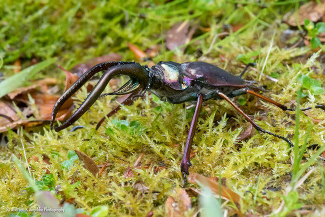 Ấn tượng những loài bọ cánh cứng có vẻ ngoài quái dị nhất thế giới - Hình 6 An tuong nhung loai bo canh cung co ve ngoai quai di nhat the gioi-Hinh-6