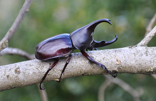 Ấn tượng những loài bọ cánh cứng có vẻ ngoài quái dị nhất thế giới - Hình 3 An tuong nhung loai bo canh cung co ve ngoai quai di nhat the gioi-Hinh-3