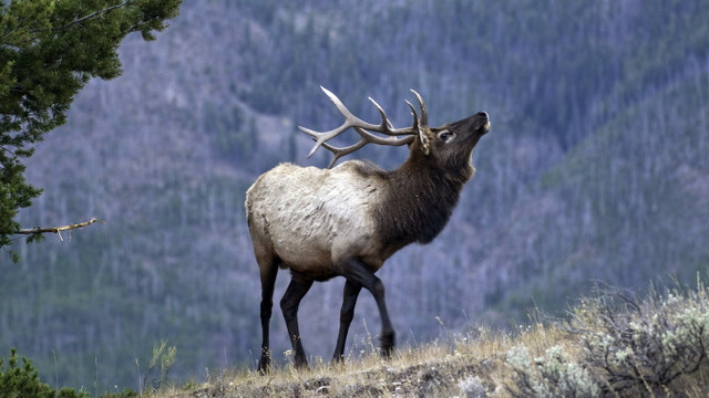 Me man truoc ve dep ky vi cua rung taiga o nuoc Nga-Hinh-7