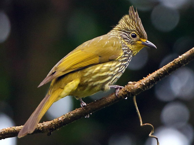 Cận cảnh các loài chim chào mào độc đáo của Việt Nam (1) - Hình 2 Can canh cac loai chim chao mao doc dao cua Viet Nam (1)-Hinh-2