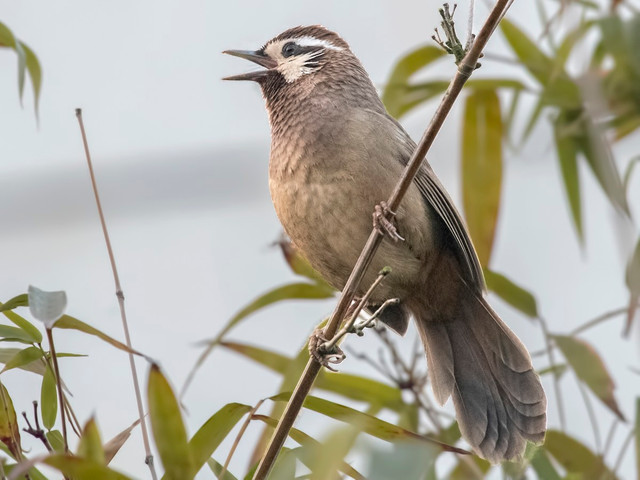 Bò chiêu và bò chao là 2 loài chim khiến nhiều người tò mò - Hình 4 Bo chieu va bo chao la 2 loai chim khien nhieu nguoi to mo-Hinh-4