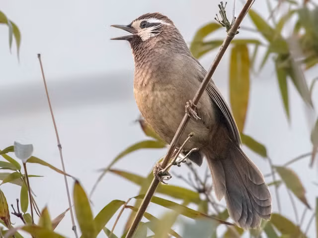 Bò chiêu và bò chao là 2 loài chim khiến nhiều người tò mò - Hình 4 Bo chieu va bo chao la 2 loai chim khien nhieu nguoi to mo-Hinh-4