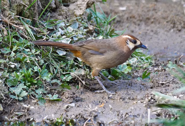 Bò chiêu và bò chao là 2 loài chim khiến nhiều người tò mò - Hình 5 Bo chieu va bo chao la 2 loai chim khien nhieu nguoi to mo-Hinh-5