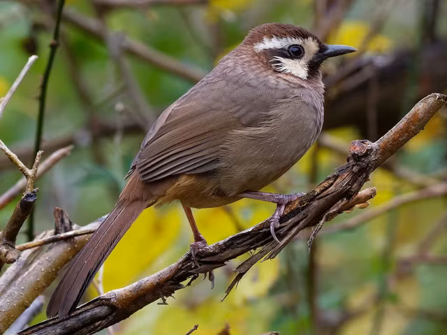 Bò chiêu và bò chao là 2 loài chim khiến nhiều người tò mò - Hình 2 Bo chieu va bo chao la 2 loai chim khien nhieu nguoi to mo-Hinh-2