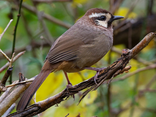 Bò chiêu và bò chao là 2 loài chim khiến nhiều người tò mò - Hình 2 Bo chieu va bo chao la 2 loai chim khien nhieu nguoi to mo-Hinh-2